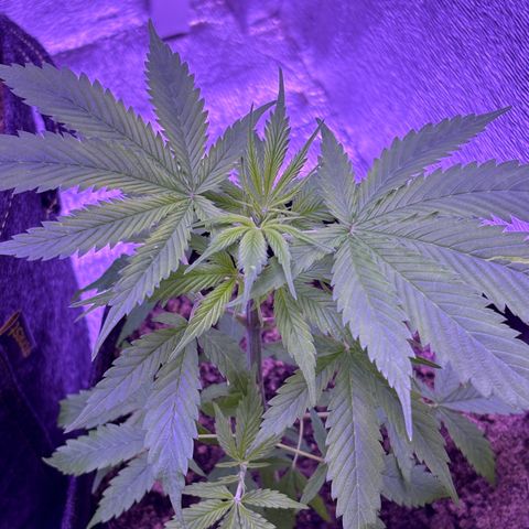 Gelato CBD growlog timeline photo