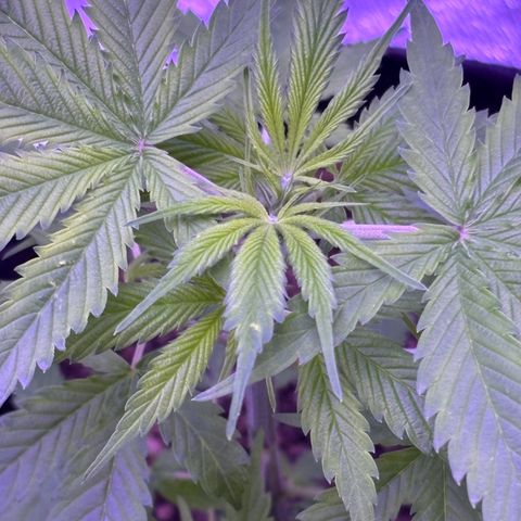 Gelato CBD growlog timeline photo