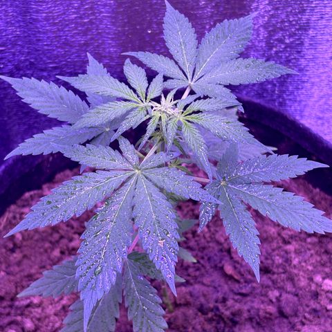 The Real Q1 growlog timeline photo