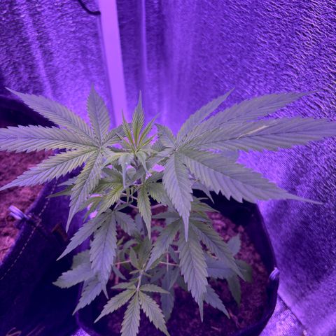 Gelato CBD growlog timeline photo