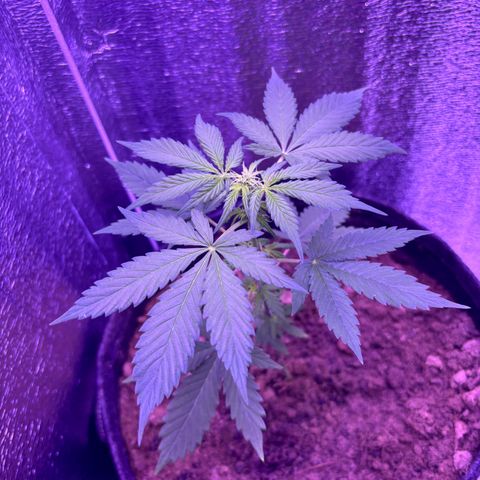 The Real Q1 growlog timeline photo
