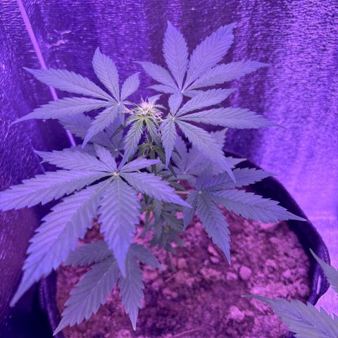 The Real Q1 growlog timeline photo