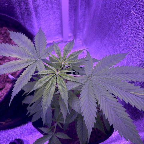 Gelato CBD growlog timeline photo
