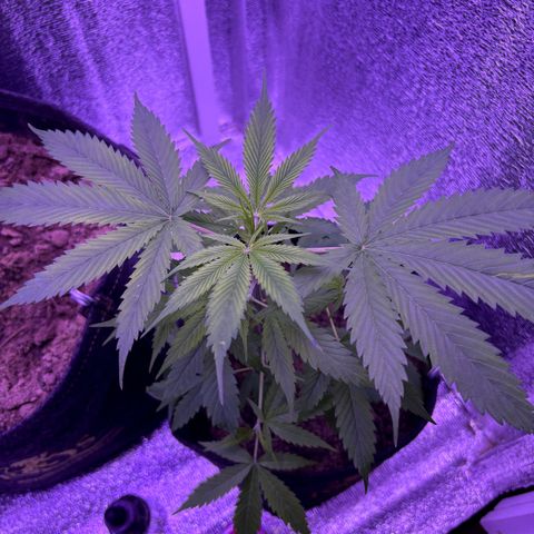 Gelato CBD growlog timeline photo