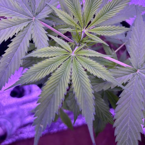 Gelato CBD growlog timeline photo