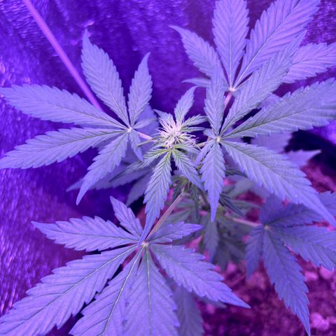 The Real Q1 growlog timeline photo