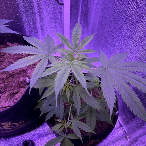 Gelato CBD growlog timeline photo