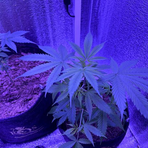 Gelato CBD growlog timeline photo