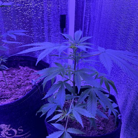 Gelato CBD growlog timeline photo