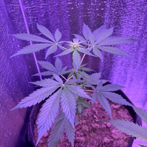 The Real Q1 growlog timeline photo