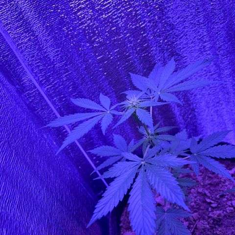 The Real Q1 growlog timeline photo