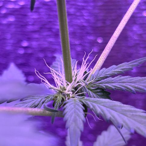 The Real Q1 growlog timeline photo