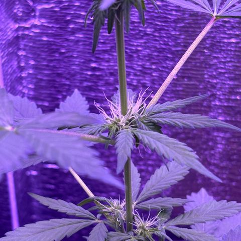 The Real Q1 growlog timeline photo