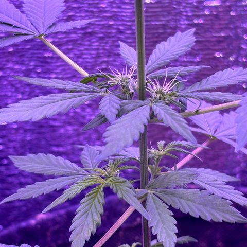 The Real Q1 growlog timeline photo