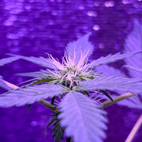 The Real Q1 growlog timeline photo