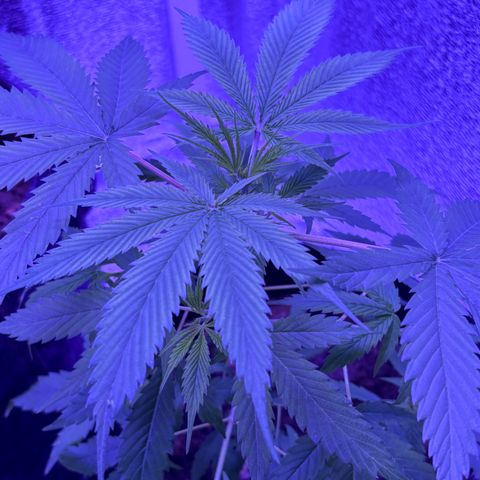 Gelato CBD growlog timeline photo