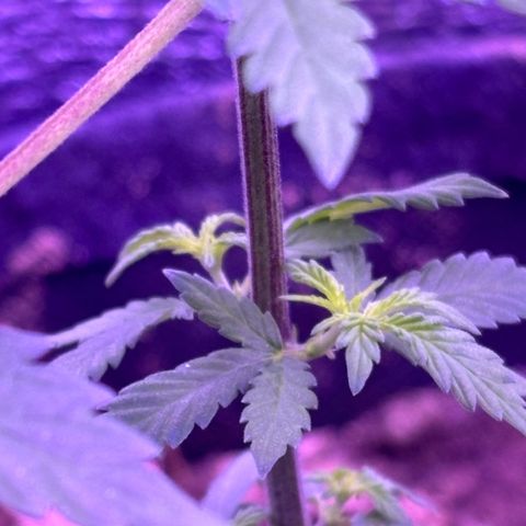 The Real Q1 growlog timeline photo