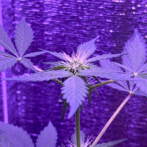 The Real Q1 growlog timeline photo