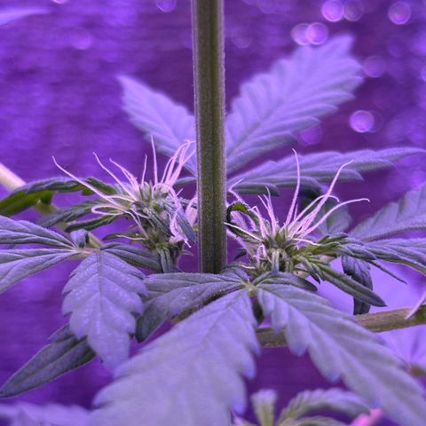 The Real Q1 growlog timeline photo