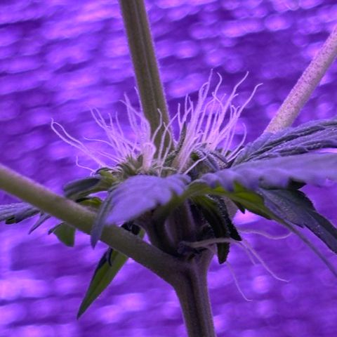 The Real Q1 growlog timeline photo
