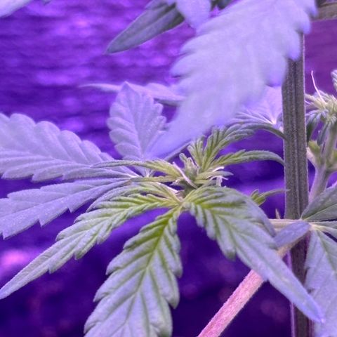The Real Q1 growlog timeline photo