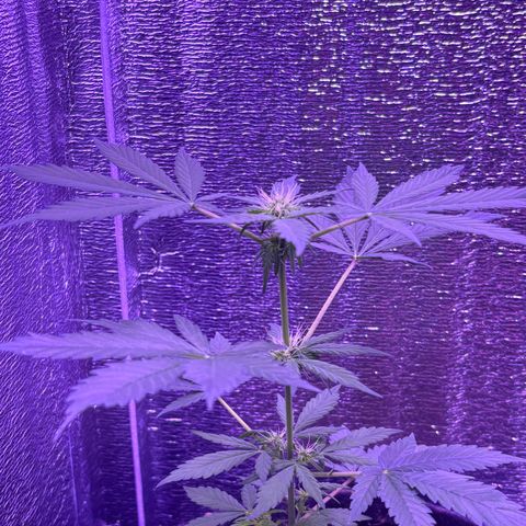 The Real Q1 growlog timeline photo