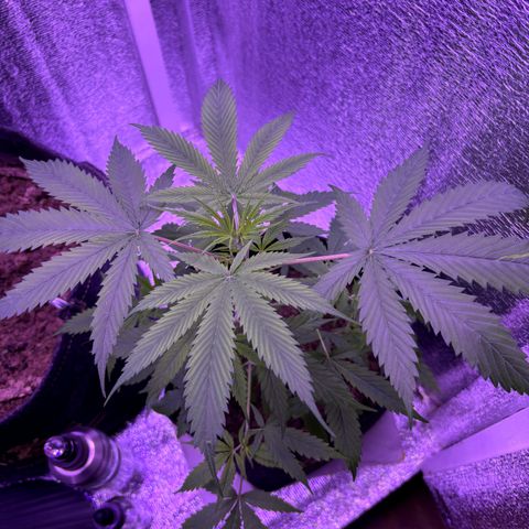 Gelato CBD growlog timeline photo