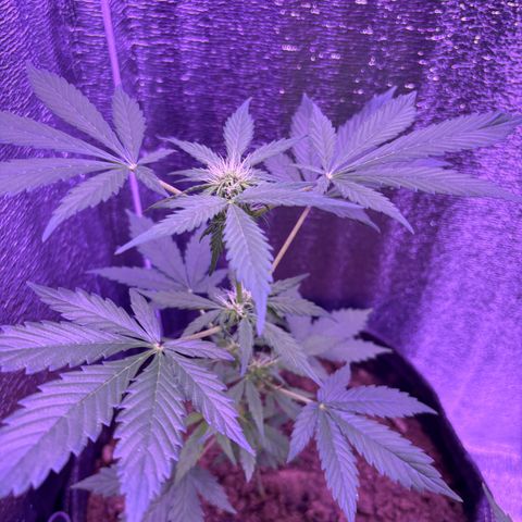 The Real Q1 growlog timeline photo