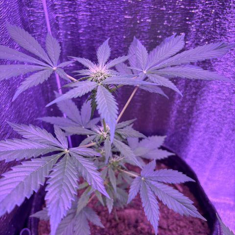 The Real Q1 growlog timeline photo