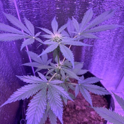 The Real Q1 growlog timeline photo