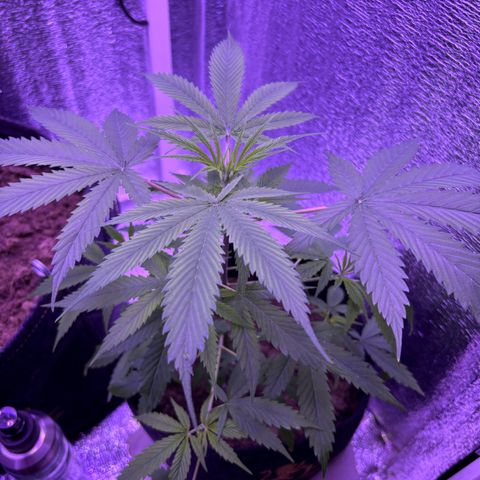 Gelato CBD growlog timeline photo