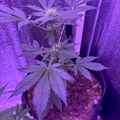 The Real Q1 growlog timeline photo