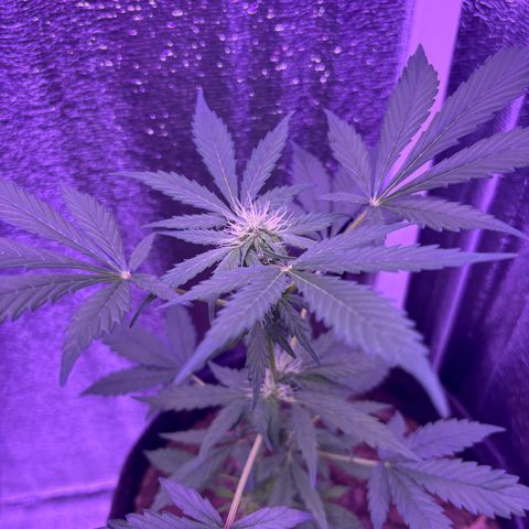 The Real Q1 growlog timeline photo