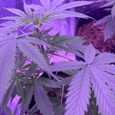 Gelato CBD growlog timeline photo