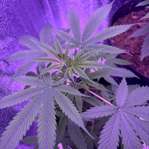 Gelato CBD growlog timeline photo