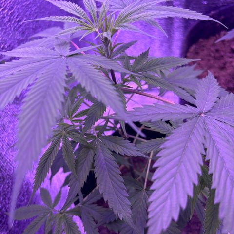 Gelato CBD growlog timeline photo