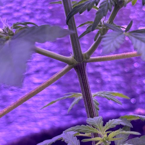 The Real Q1 growlog timeline photo