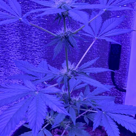 The Real Q1 growlog timeline photo