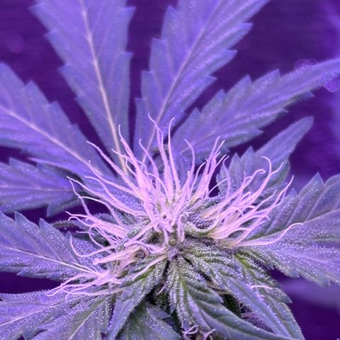 The Real Q1 growlog timeline photo