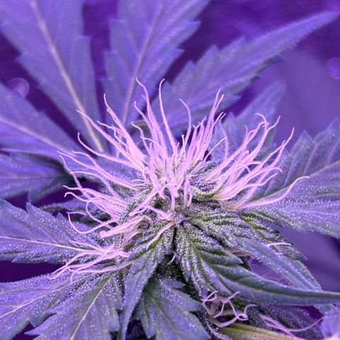 The Real Q1 growlog timeline photo