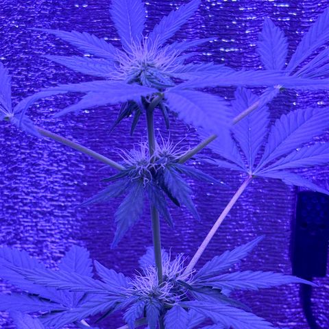 The Real Q1 growlog timeline photo