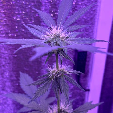 The Real Q1 growlog timeline photo