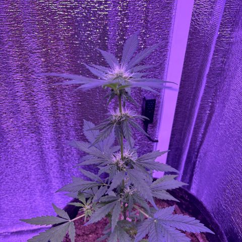 The Real Q1 growlog timeline photo