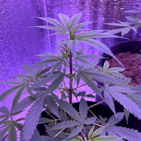 Gelato CBD growlog timeline photo