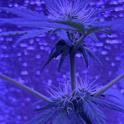 The Real Q1 growlog timeline photo