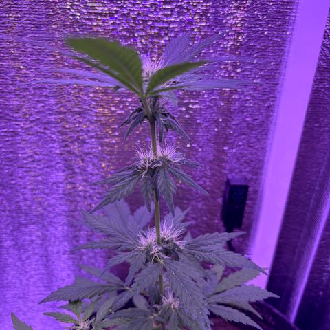 The Real Q1 growlog timeline photo