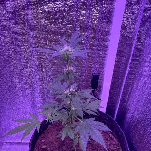 The Real Q1 growlog timeline photo