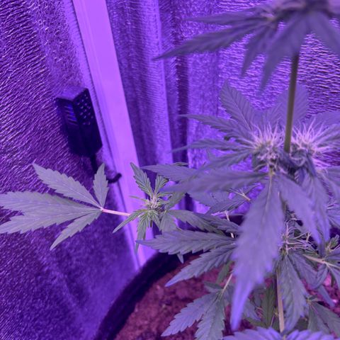 The Real Q1 growlog timeline photo