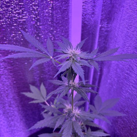 The Real Q1 growlog timeline photo