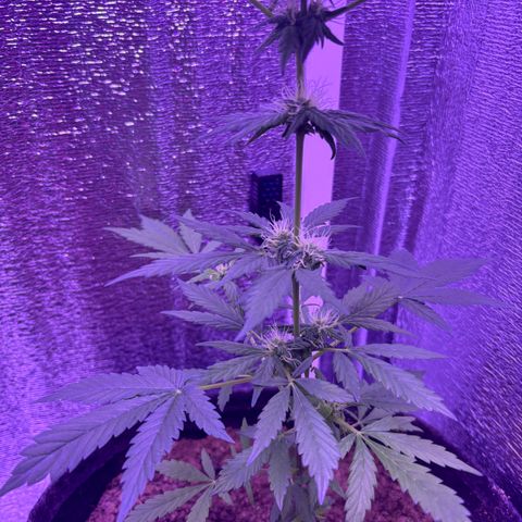 The Real Q1 growlog timeline photo